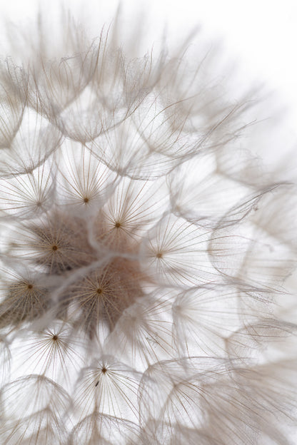 Dandelion Macro Flower Abstract Glass Framed Wall Art, Ready to Hang Quality Print