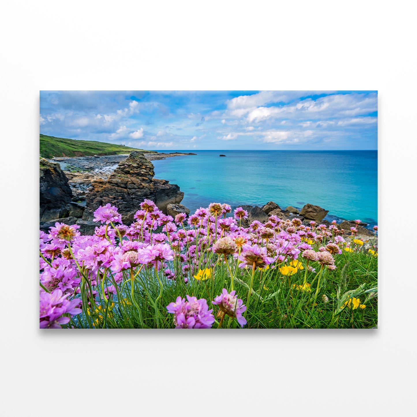 Pink Sea Thrift Flowers in St. Ives, Corn Wall Art Decor 100% Australian Made