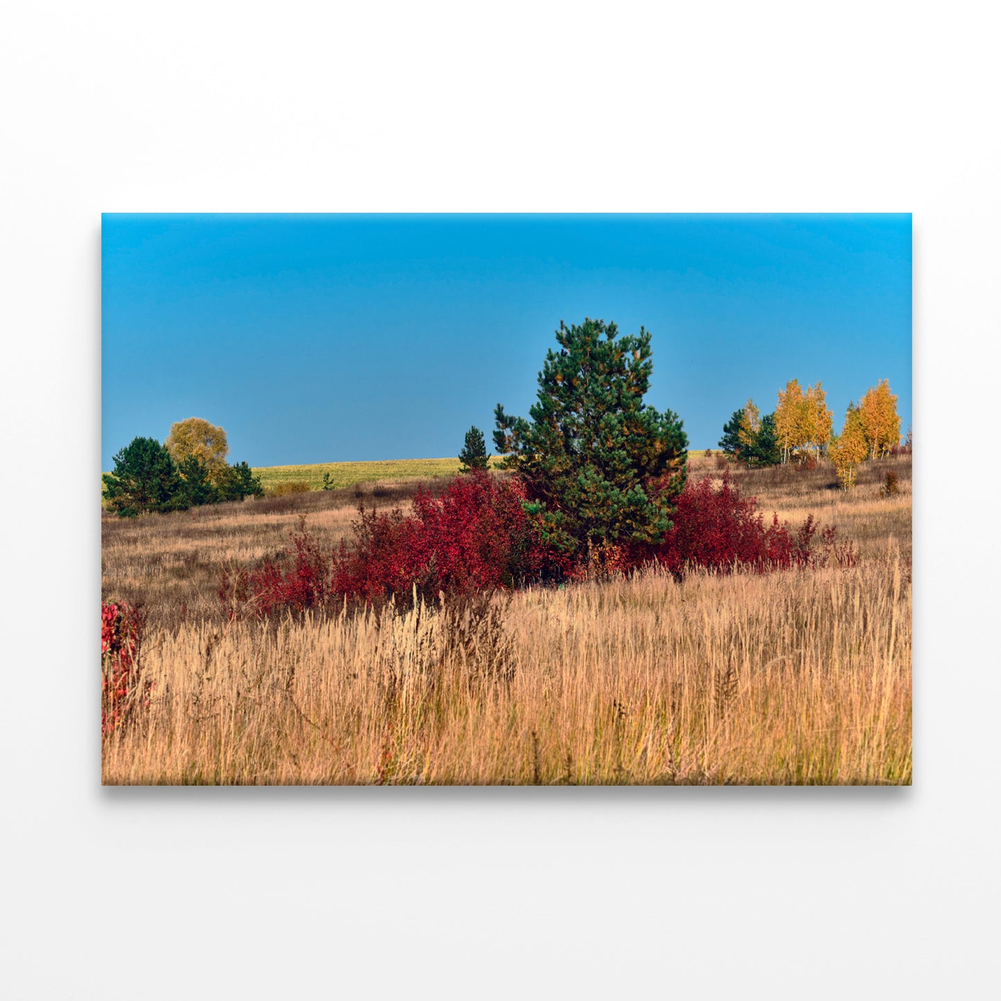 A Field Of Tall Grass With Trees an Autumn Vibe Print 100% Australian Made