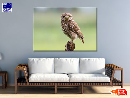 Little Owl Resting on A Branch Print 100% Australian Made