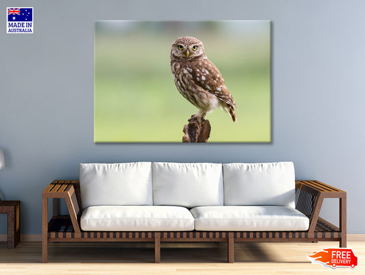 Little Owl Resting on A Branch Print 100% Australian Made