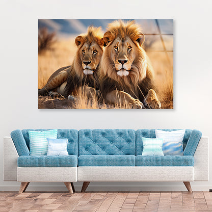 Majestic Lions Resting In the Golden Grasslands Acrylic Glass Print Tempered Glass Wall Art 100% Made in Australia Ready to Hang