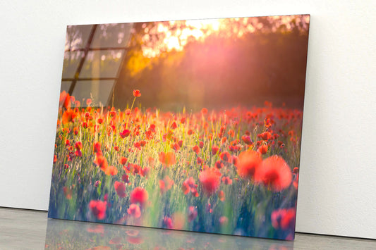 Stunning Red Poppies Acrylic Glass Print Tempered Glass Wall Art 100% Made in Australia Ready to Hang