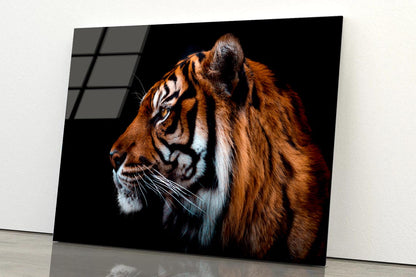 View Of Sumatran Tiger Black Background  Acrylic Glass Print Tempered Glass Wall Art 100% Made in Australia Ready to Hang