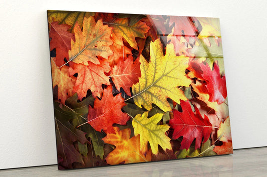 Autumn Tree Leaves View UV Direct Aluminum Print Australian Made Quality