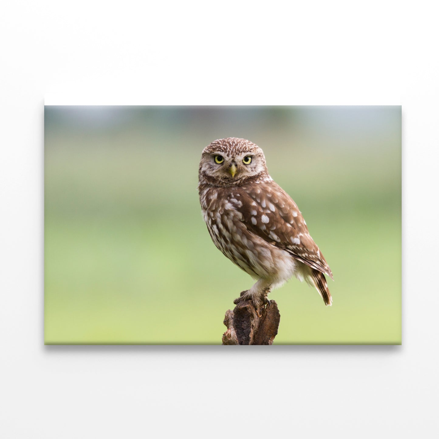 Little Owl Resting on A Branch Print 100% Australian Made