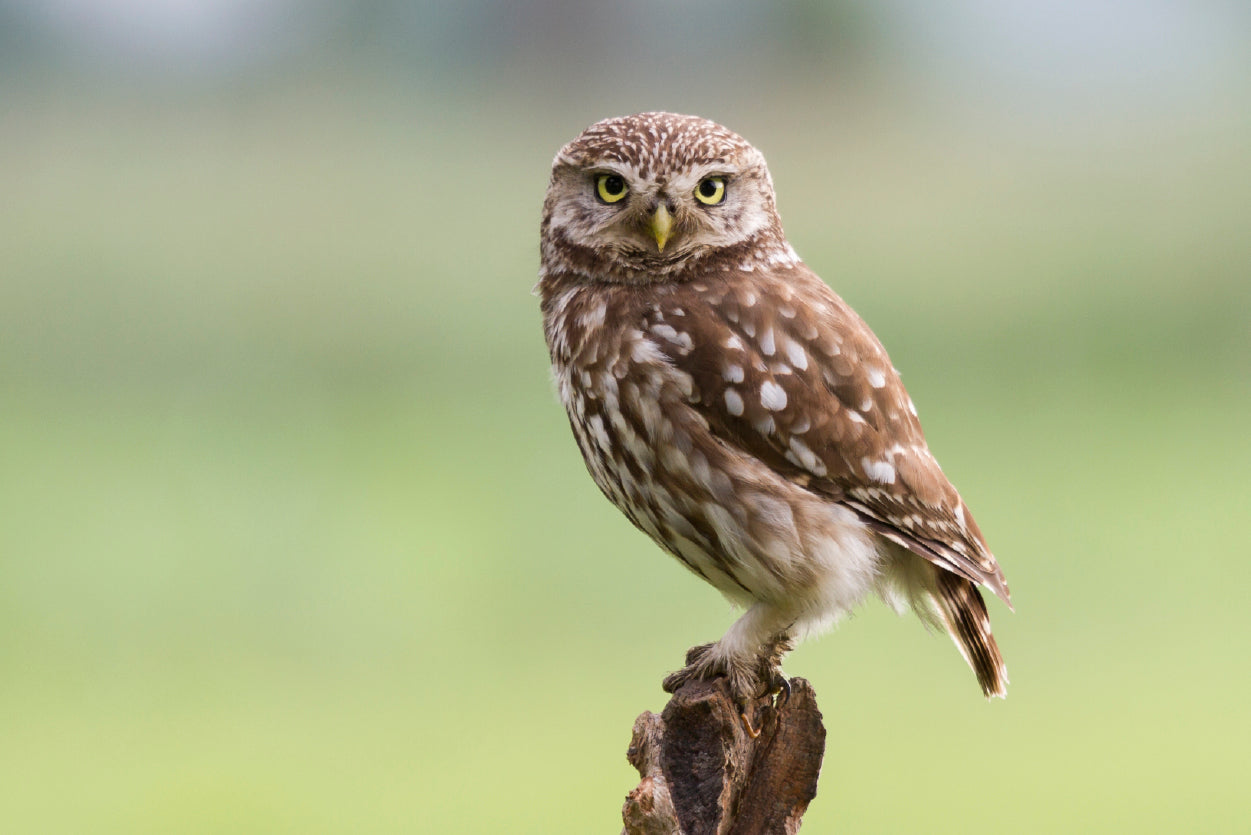 Little Owl Resting on A Branch Home Decor Premium Quality Poster Print Choose Your Sizes