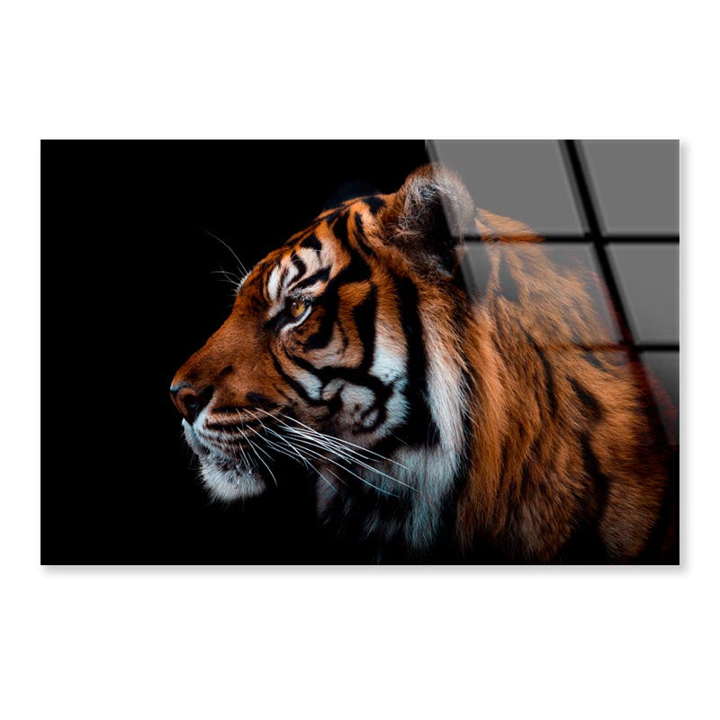 View Of Sumatran Tiger Black Background  Acrylic Glass Print Tempered Glass Wall Art 100% Made in Australia Ready to Hang