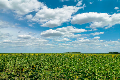 A Field Of Green Plants under a Cloudy Sky Home Decor Premium Quality Poster Print Choose Your Sizes