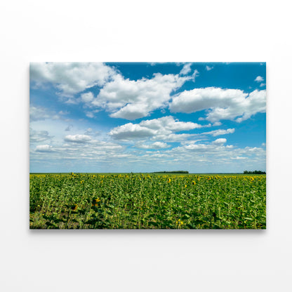 A Field Of Green Plants under a Cloudy Sky Print 100% Australian Made