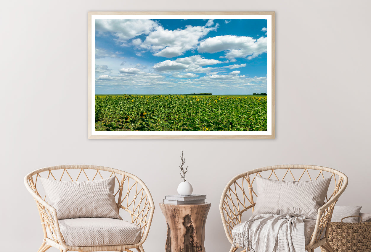 A Field Of Green Plants under a Cloudy Sky Home Decor Premium Quality Poster Print Choose Your Sizes