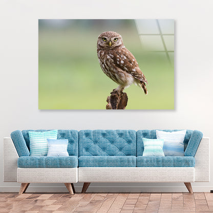 Little Owl Resting on A Branch Acrylic Glass Print Tempered Glass Wall Art 100% Made in Australia Ready to Hang