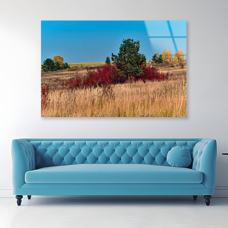 A Field Of Tall Grass With Trees an Autumn Vibe Acrylic Glass Print Tempered Glass Wall Art 100% Made in Australia Ready to Hang