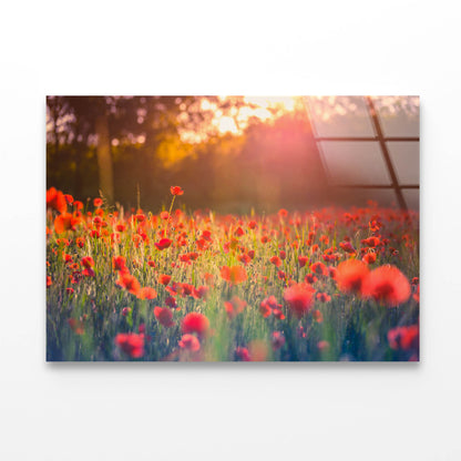 Stunning Red Poppies Acrylic Glass Print Tempered Glass Wall Art 100% Made in Australia Ready to Hang