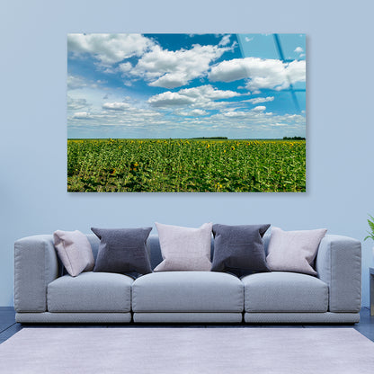 A Field Of Green Plants under a Cloudy Sky Acrylic Glass Print Tempered Glass Wall Art 100% Made in Australia Ready to Hang