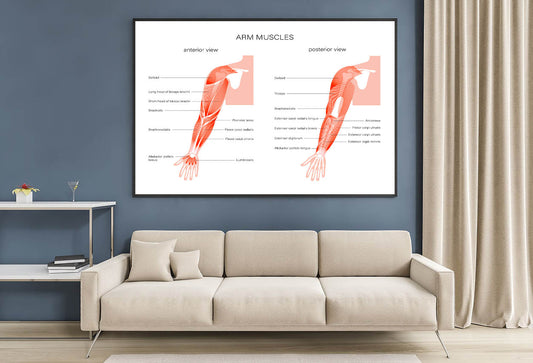 Muscular System Arms Illustration Home Decor Premium Quality Poster Print Choose Your Sizes