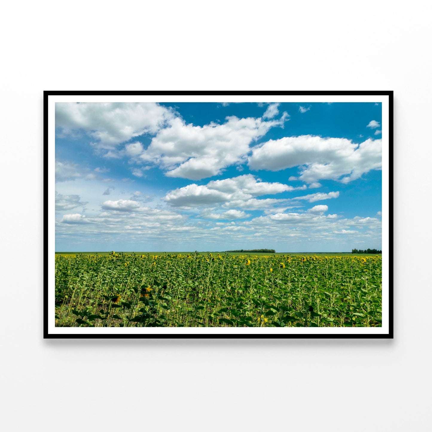 A Field Of Green Plants under a Cloudy Sky Home Decor Premium Quality Poster Print Choose Your Sizes