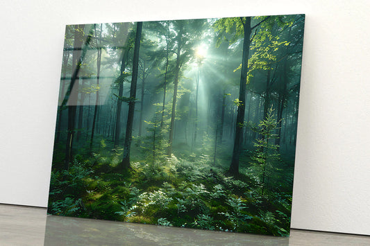 Forest with Sunrise View Acrylic Glass Print Tempered Glass Wall Art 100% Made in Australia Ready to Hang