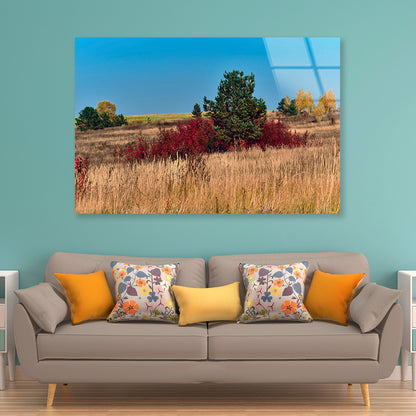 A Field Of Tall Grass With Trees an Autumn Vibe Acrylic Glass Print Tempered Glass Wall Art 100% Made in Australia Ready to Hang