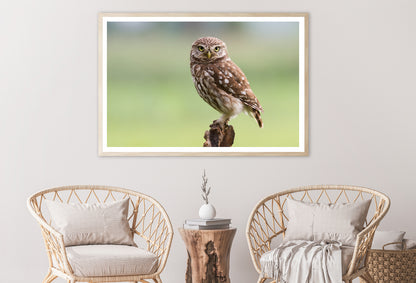 Little Owl Resting on A Branch Home Decor Premium Quality Poster Print Choose Your Sizes