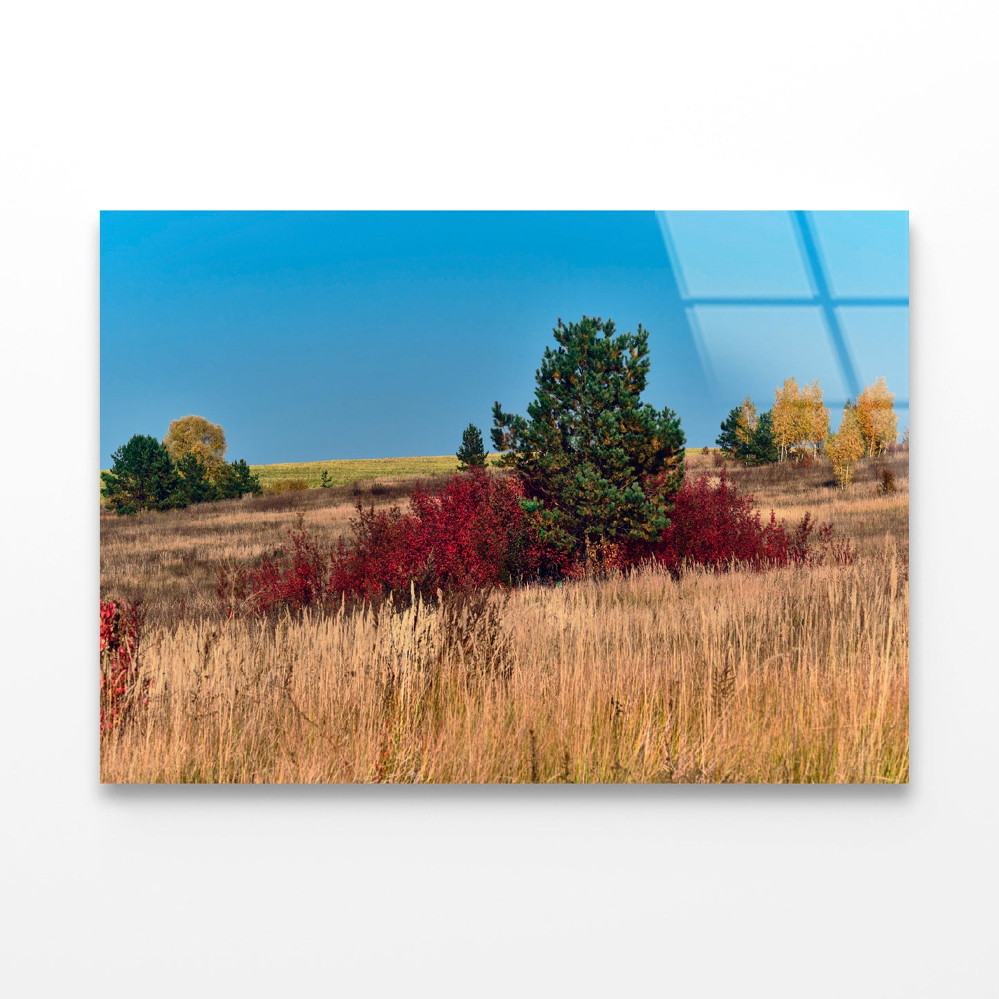 A Field Of Tall Grass With Trees an Autumn Vibe Acrylic Glass Print Tempered Glass Wall Art 100% Made in Australia Ready to Hang