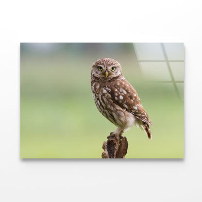 Little Owl Resting on A Branch Acrylic Glass Print Tempered Glass Wall Art 100% Made in Australia Ready to Hang