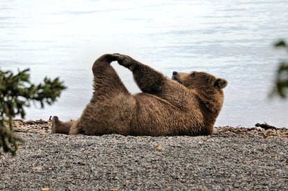 A Bear Stretches on The Beach in Katmai Wall Art Decor 100% Australian Made