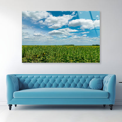 A Field Of Green Plants under a Cloudy Sky Acrylic Glass Print Tempered Glass Wall Art 100% Made in Australia Ready to Hang