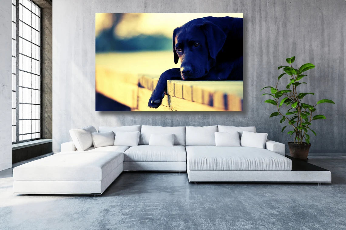 Black Labrador Retriever UV Direct Aluminum Print Australian Made Quality