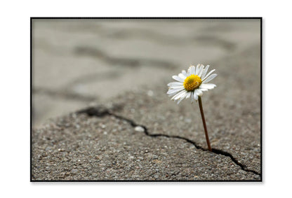 Beautiful Flower Growing Out of Crack in Asphalt Home Decor Premium Quality Poster Print Choose Your Sizes