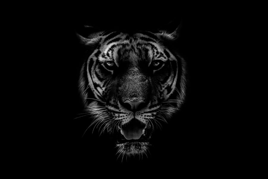 Black & White Beautiful Tiger on Black Acrylic Glass Print Tempered Glass Wall Art 100% Made in Australia Ready to Hang