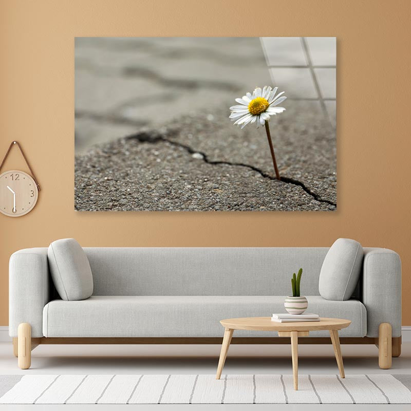 Beautiful Flower Growing Out of Crack in Asphalt Acrylic Glass Print Tempered Glass Wall Art 100% Made in Australia Ready to Hang