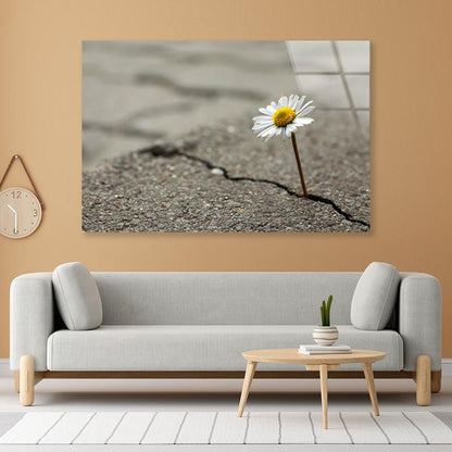 Beautiful Flower Growing Out of Crack in Asphalt Acrylic Glass Print Tempered Glass Wall Art 100% Made in Australia Ready to Hang