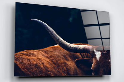 Texas Longhorn Cow Acrylic Glass Print Tempered Glass Wall Art 100% Made in Australia Ready to Hang