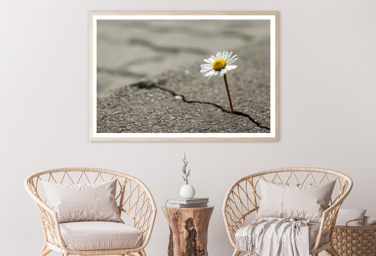 Beautiful Flower Growing Out of Crack in Asphalt Home Decor Premium Quality Poster Print Choose Your Sizes