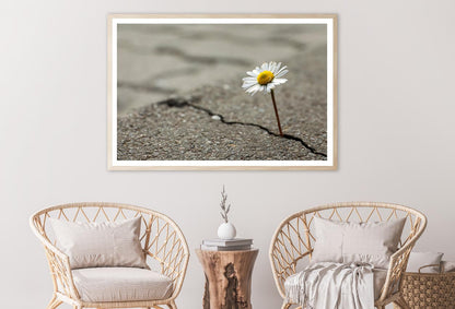 Beautiful Flower Growing Out of Crack in Asphalt Home Decor Premium Quality Poster Print Choose Your Sizes