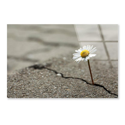 Beautiful Flower Growing Out of Crack in Asphalt Acrylic Glass Print Tempered Glass Wall Art 100% Made in Australia Ready to Hang