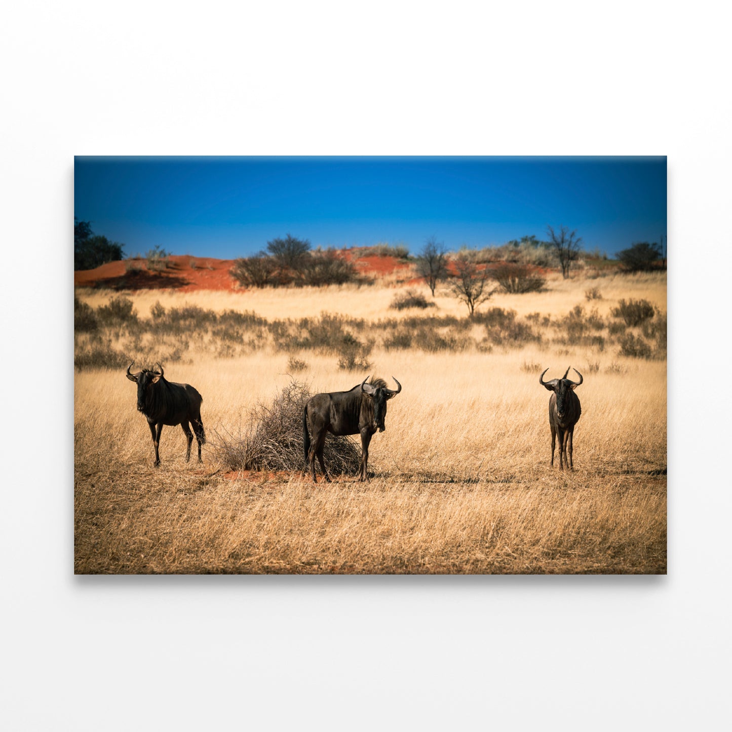 A Group of Mammals Standing In a Field in Namibia Print 100% Australian Made