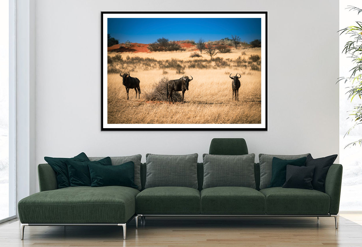 A Group of Mammals Standing In a Field in Namibia Home Decor Premium Quality Poster Print Choose Your Sizes