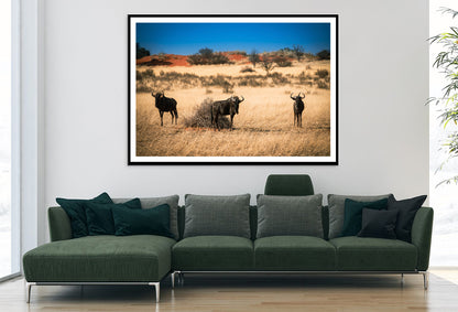 A Group of Mammals Standing In a Field in Namibia Home Decor Premium Quality Poster Print Choose Your Sizes