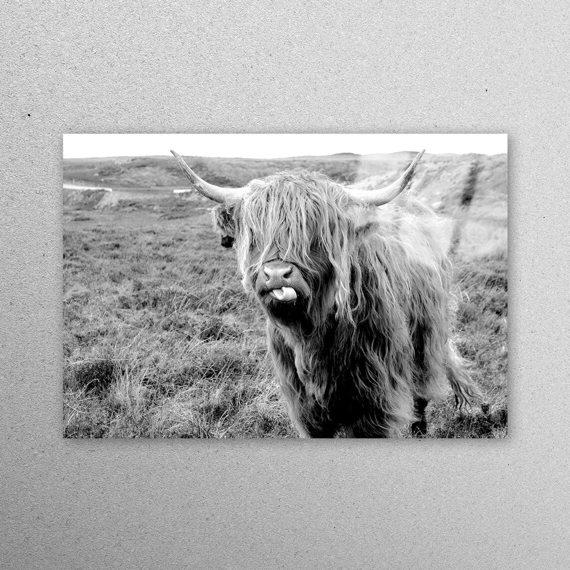 Buffalo Longhorn Bull Acrylic Glass Print Tempered Glass Wall Art 100% Made in Australia Ready to Hang