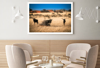 A Group of Mammals Standing In a Field in Namibia Home Decor Premium Quality Poster Print Choose Your Sizes