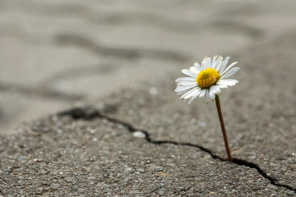 Beautiful Flower Growing Out of Crack in Asphalt Wall Art Decor 100% Australian Made