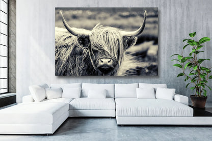 Highland Cow Wall Art UV Direct Aluminum Print Australian Made Quality