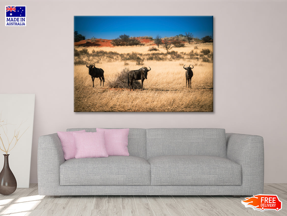 A Group of Mammals Standing In a Field in Namibia Print 100% Australian Made