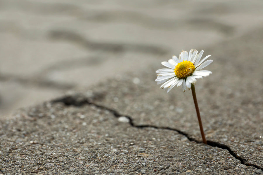 Beautiful Flower Growing Out of Crack in Asphalt Home Decor Premium Quality Poster Print Choose Your Sizes