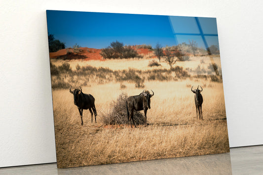 A Group of Mammals Standing In a Field in Namibia Acrylic Glass Print Tempered Glass Wall Art 100% Made in Australia Ready to Hang