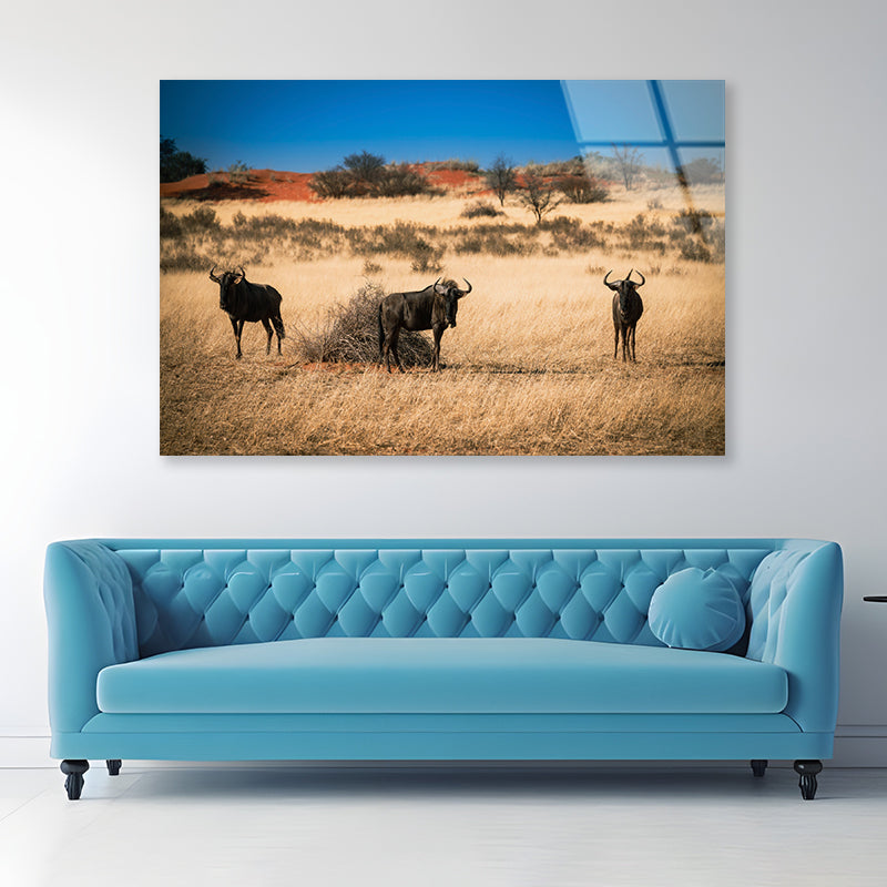 A Group of Mammals Standing In a Field in Namibia Acrylic Glass Print Tempered Glass Wall Art 100% Made in Australia Ready to Hang