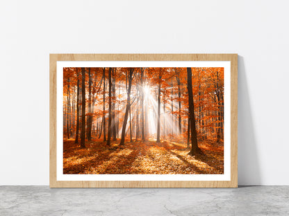 Morning In The Autumn Forest Glass Framed Wall Art, Ready to Hang Quality Print With White Border Oak