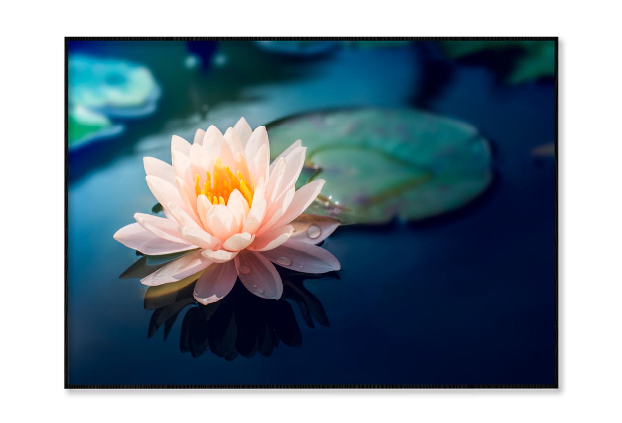 Pink Flower Floating on Top of a Pond Home Decor Premium Quality Poster Print Choose Your Sizes